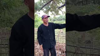 PHN LAMBAT BUAH AKIBAT BUANG RANTING YG ASAL BRAS BRES live sekarang [upl. by Eldwon]