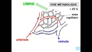 3  Histologie microcirculation partie 3 [upl. by Trix]