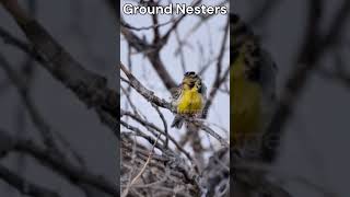 “Meadowlark Madness Fun and Quirky Facts About Western Meadowlarks” theearthnetwork shorts [upl. by Ahkeber]