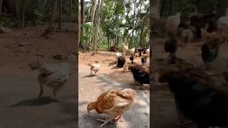 Baby chicks morning ASMR farmlife chicken babyducklings myanimals ducklings mychickens [upl. by Mile337]