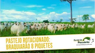 Pastejo rotacionado Braquiarão com 8 piquetes [upl. by Ahsehyt]