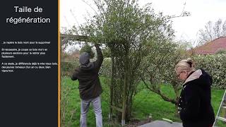 Episode 48  Comment tailler vos rosiers quotpolyanthaquot [upl. by Ahseral]