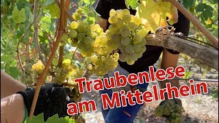 Traubenlese am Mittelrhein [upl. by Annah]