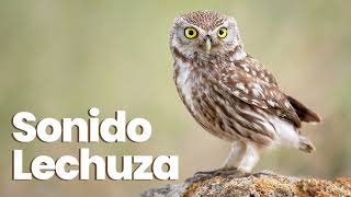 🐦 EFECTO DE SONIDO Lechuza ◾ owl sound effect [upl. by Alleen]