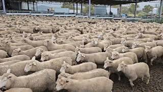 900 Tirranna Comp Wthr Lambs A 22nd Oct B [upl. by Scibert489]