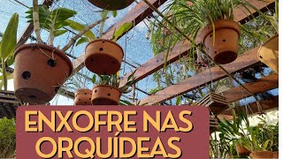 Como usar enxofre nas orquídeas para controlar cochonilhas e ácaros [upl. by Ardel]