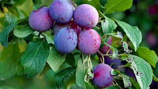 How To Grow Care and Harvesting Plum Trees in Backyard  growing fruits [upl. by Marrilee]