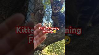 Stranded kitten was screaming for help cat catlover shorts [upl. by Gristede]