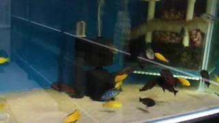 Tropheus Moliro at feeding time video20111214183825mp4 [upl. by Taryn630]