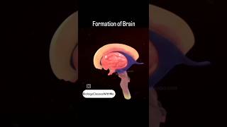 Formation Of Brain😱🔥 brain formationofbrain shorts [upl. by Amleht]