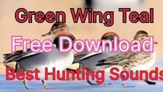 Green Wing Teal Hunting Sound [upl. by Ingold24]