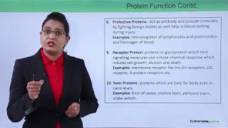 Class10th – Protein Function  Biomolecules – Protein  Tutorials Point [upl. by Buckels]