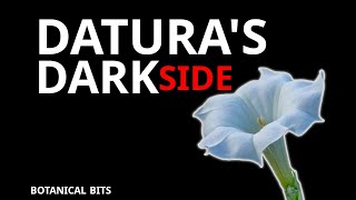 The Dark Side of Datura A Deceptive Beauty  Short Documentary About the Devils Trumpet [upl. by Nylaehs]