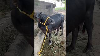 New Buffalo in our farm youtubeshorts dairyfarm telugufarmer buffalo [upl. by Annavoeg557]