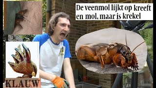 Animalia  Veenmol krabt met horrorklauwen in arm [upl. by Juana]