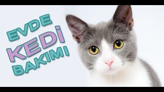 Evde Kedi Bakımı [upl. by Nacim]