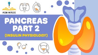 Pancreas part 2 Insulin physiology [upl. by Latihs285]