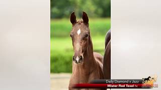 Mister Red Texel Daily Diamond x Jazz [upl. by Marge]