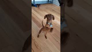 Freedom Wieners begging for treat jamnik puppy cute dachshund wiener doglife [upl. by Fleece382]