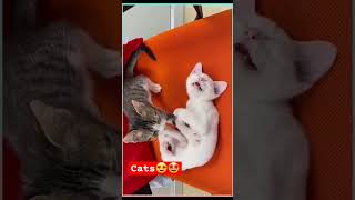 Cats cat catsounds cat loverscute cutecat meowedmeow [upl. by Fredi]