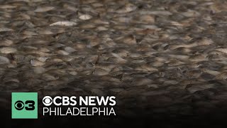 NJDEP says poor water quality is to blame for massive fish kill in Little Egg Harbor [upl. by Ainoloppa626]