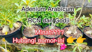 Adenium Arabicum Godji dan RCN Mutasi Daun [upl. by Knox]