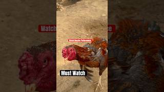 Rooster Amazing Performance  You Never Seen Before 😍🐓shortvideo rooster youtube [upl. by Ajna824]