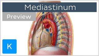 Mediastinum Anatomy amp Contents preview  Human Anatomy  Kenhub [upl. by Nodnas]