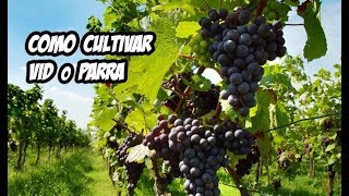 El Cultivo de la Vid o Parra  Evolución y Cosecha [upl. by Darby]