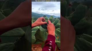 Farming Of Cactus 🌵 🤯 shorts youtubeshorts shortvideo [upl. by Nonnahs883]