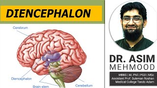 Parts of Brain  Diencephalon  Limbic System  Hypothalamus  Hindi  Urdu [upl. by Samala]