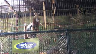 White Handed Gibbons Vocalizing at the Utica Zoo [upl. by Annam]