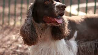 Cocker Spaniels The Ultimate Guide [upl. by Gosney]