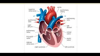 Endocarditis part 1  Pharma 4 pharmacy students ZU clinicalpharmacology clinicalpharmacy [upl. by Dermott691]