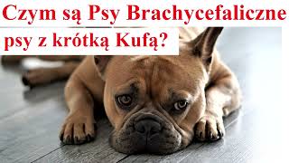 Czym są Psy Brachycefaliczne  Psy z krótką Kufą [upl. by Smail]