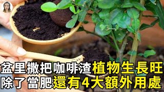 养了10年花才知道，花盆里撒一把它，一年不用施肥，叶片特翠绿  花花世界 [upl. by Milzie612]