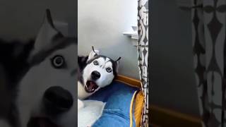 Huskies are pro at saying NO🤣 The Most Dramatic Huskies  Normal dogs vs Huskies 🤣 husky shorts [upl. by Ojimmas]