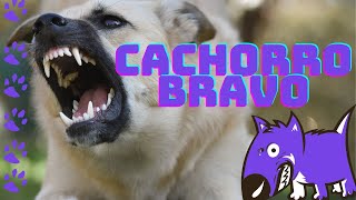 Cachorro bravo [upl. by Ahsenad]