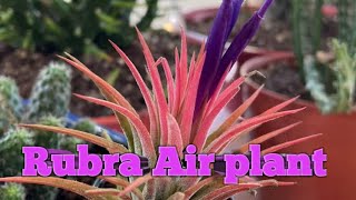 All About Rubra Air Plant in malayalam zero maintenance free airplant [upl. by Onimixam]