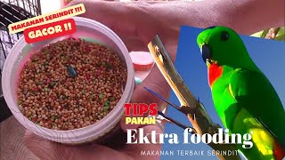 Makanan Ekstra Fooding untuk Burung Serindit  Buat serindit pikat dan Lomba [upl. by Waugh691]