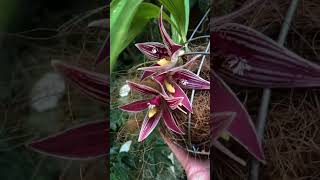 A really large and unusual orchid flower  Paphinia cristata  In a wire basket [upl. by Michel]