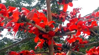 Silk Cotton tree amp Flower  Bengali Simul Tree Flower [upl. by Uot824]