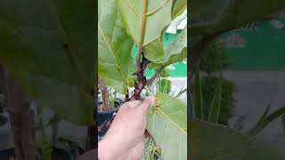 Poda de ficus pandurata🌿🌿 videos plantas youtubeshorts [upl. by Hoebart]