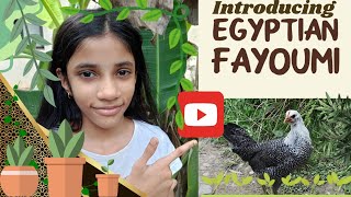 Introducing Fayoumi Ancient Egyptians Chicken Breed🐣🐔🐓 [upl. by Oberheim]