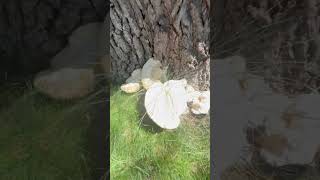 What’s that at the base of my tree Inonotus dryadeus [upl. by Onifled]