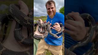 I found 10 KINGSNAKES alabamaherping kingsnake snakes herping herpetology snakecatch [upl. by Kaia]