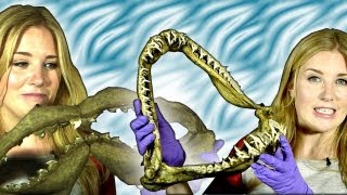 Do sharks clean their teeth  Earth Unplugged [upl. by Rexfourd]