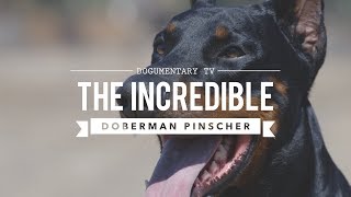 THE INCREDIBLE EUROPEAN DOBERMAN PINSCHERS [upl. by Allyce119]