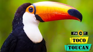 Toco Toucan  The Colorful and Iconic Birds of the Rainforest [upl. by Auhsot]