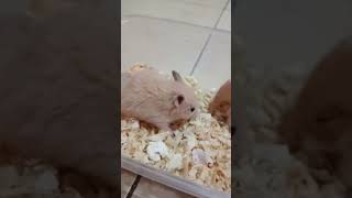 Hamster baru mirip hamsty dan channel tapi belom ada nama nya [upl. by Caye]